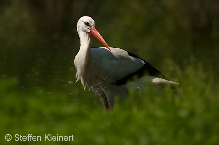 Weißstorch, Ciconia ciconia 038